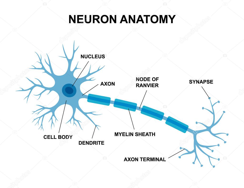 Vector infographic of neuron anatomy. Medical chart human neuron structure illustration. Synapses, myelin sheat, cell body, nucleus, axon and dendrites scheme. Anatomy of nerve cell diagram