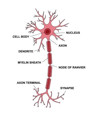 Nöron anatomisi ve ana parçaları. Nöron hücre çiziminin yapısı. Sinapslar, miyelin kılıfı, hücre gövdesi, çekirdek, akson ve dendritler şeması. Nöroloji eğitimi için bilgi