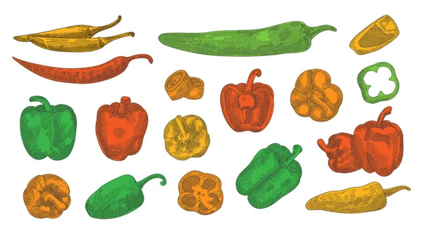 Handgezeichnetes Skizzenset Mit Farbigem Pfeffer Verschiedene Paprika Skizzieren Die Illustration — Stockvektor