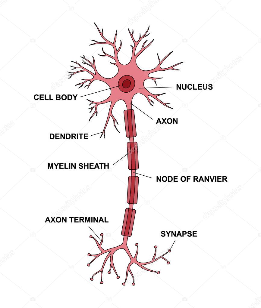 Neuron anatomy with description main parts. Structure of a neuron cell illustration. Synapses, myelin sheat, cell body, nucleus, axon and dendrites scheme. Information for the study of neurology
