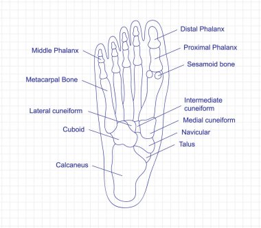 Defterde kalem olan insan ayağı anatomisi çizimi. Ayak parçaları yapısı diyagramı ve kemik tanımı. İnsan iç organı çizimi. Talus, calcaneus, cuboid, metatarsals bacak temel parçaları.
