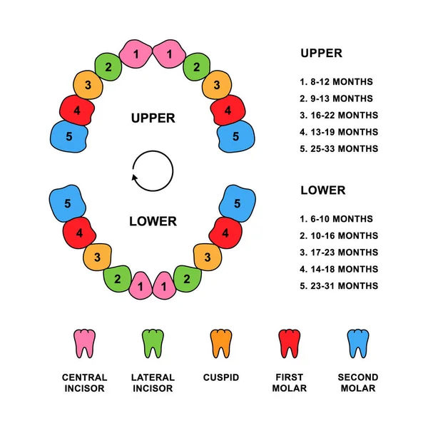 Anatomía Dentición Dientes Infantiles Con Descripciones Partes Mandíbula Del Niño — Vector de stock