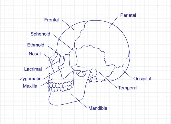 두개골 해부학은 펜으로 공책을 그리고 있습니다 구조와 묘사의 다이어그램 광대뼈 — 스톡 벡터