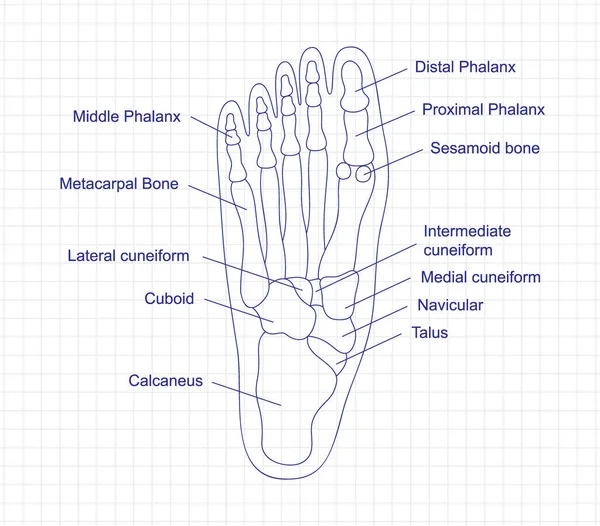 Anatomia Delle Ossa Del Piede Umano Disegno Con Una Penna — Vettoriale Stock