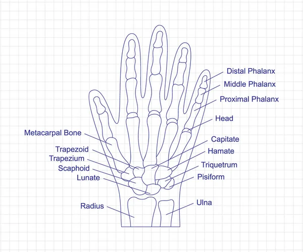 人の手の骨の解剖図ノートにペンで描画します 骨の説明と手の部品構造図 人間の内臓イラスト トリケトラム ピシフォーム 肩甲骨手首パーツ — ストックベクタ