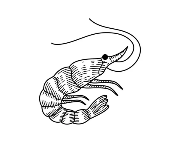 Crevettes Croquis Dessiné Main Illustration Crevettes Style Gravé Esquisse Dessinée — Image vectorielle