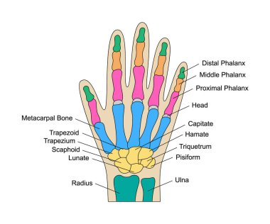 İnsan eliyle anatomiyi betimlemişler. Renkli el parçaları yapısı. İnsan iç organı çizimi ile eğitici diyagram. Lunate, triquetrum, pisiform, capate, skafoid bilek parçaları..
