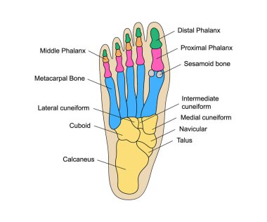 Human foot bones anatomy with descriptions. Colored leg base parts structure. Educational diagram with human internal organ illustration. Talus, calcaneus, tarsals, cuboid, metatarsals foot parts. clipart