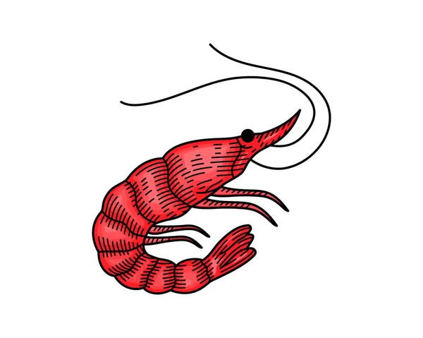 Colored Shrimp Illustration Engraved Style Shrimp Hand Drawn Sketch Hand — Vetor de Stock