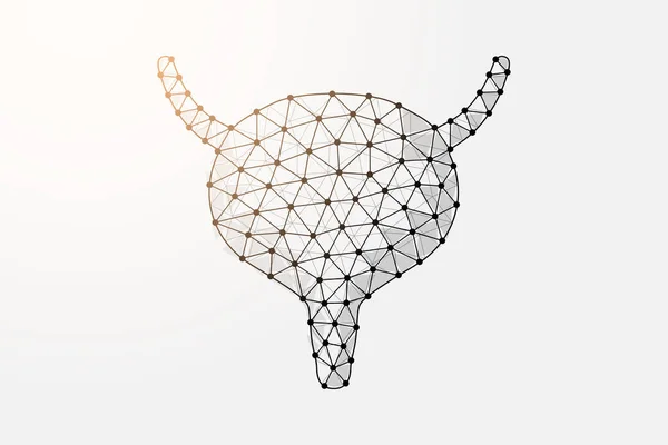 Bladder Low Poly Symbol Connected Dots Reproductive System Human Transplantation — Stock vektor