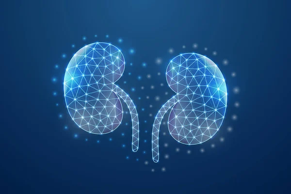 Kidneys Symbol Connected Dots Blue Low Poly Style Urinary Human — Vettoriale Stock