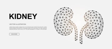 Kidneys 3d low poly symbol for landing page template. Urinary, human transplantation vector design illustration. Polygonal Internal organ illustration for homepage design, adv page
