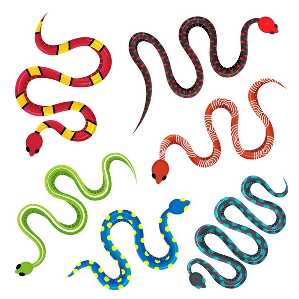 Set Colored Various Snakes Wild Poisonous Rattlesnakes Tropical Toxic Reptiles — Stok Vektör