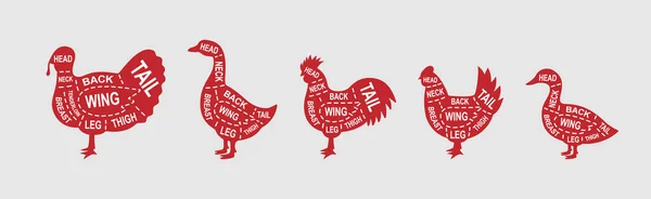 Set Farm Birds Diagram Cuts Butcher Scheme Poster Turkey Chicken — Stockvektor