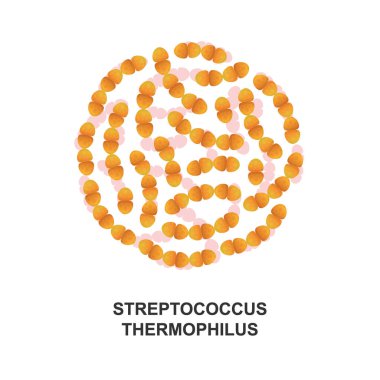 Streptococcus thermophilus. Probiyotik bakteri. İnsan sağlığı için iyi bir bakteri ve mikroorganizma. Vektör illüstrasyonu beyaz arkaplanda izole edildi.