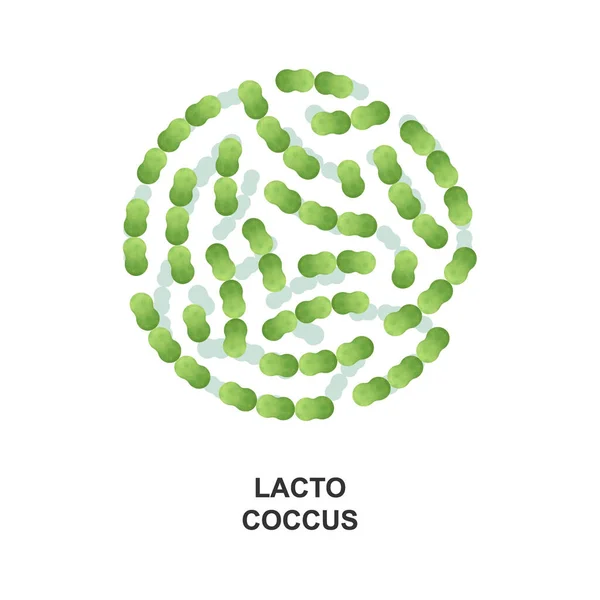 Lactococo Bacterias Probióticas Buenas Bacterias Microorganismos Para Salud Humana Ilustración — Vector de stock