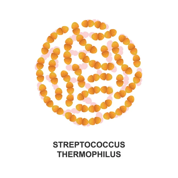 Streptococcus Thermophilus Bacterias Probióticas Buenas Bacterias Microorganismos Para Salud Humana — Vector de stock