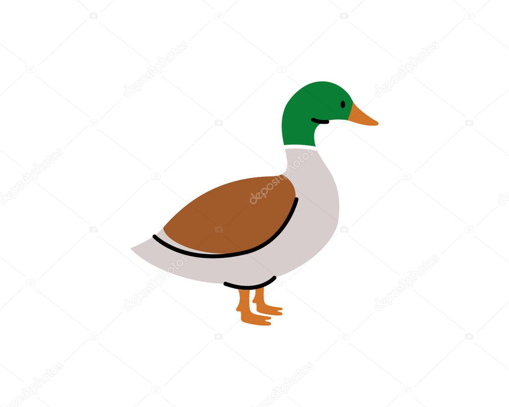 Duck hand drawn silhouette. Duck symbol. Canard bird silhouette. Vector illustration. Farm bird isolated on white background.