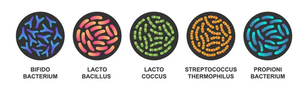 Набір Пробіотиків Колі Хороші Бактерії Мікроорганізми Здоров Людини Біфідобактерії Лактобактерії — стоковий вектор