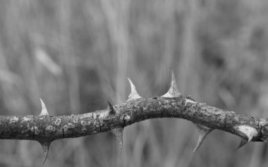 Tek bir dikenli gül dalı. Önplana odaklan