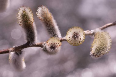 Dal üzerinde Catkins
