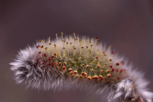 Macro catkin çiçek açmaya başlıyor.