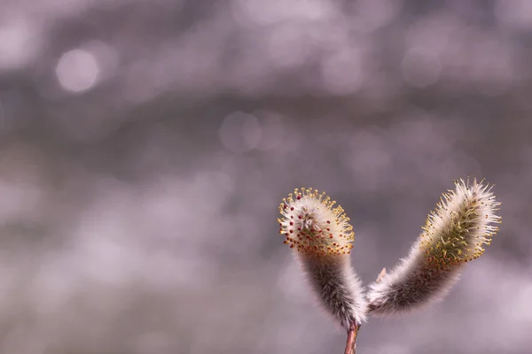 İki Catkins bulanık arkaplan kopyalama alanı