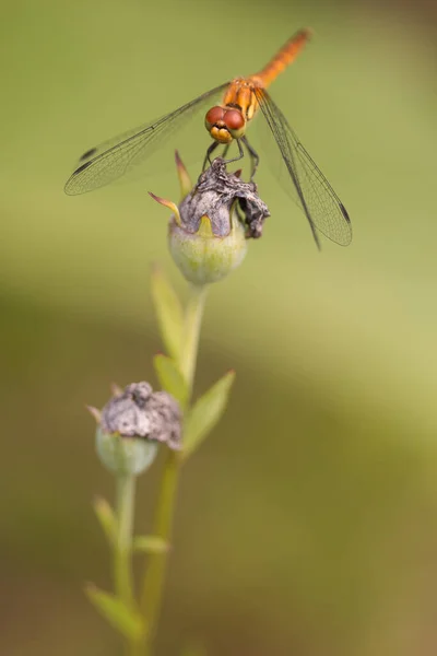 Single Orange Dragonfly Blurred Green Background — Stock Photo, Image