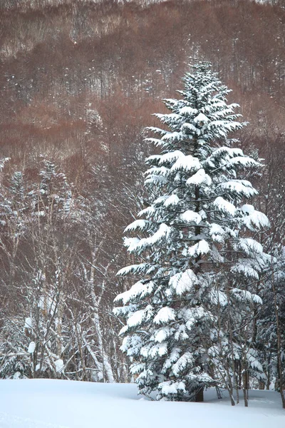 Pino Grande Cubierto Nieve Bosque —  Fotos de Stock