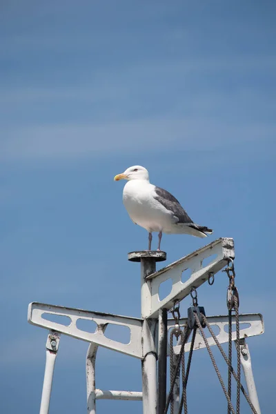 Белая Чайка Верхней Части Лодки Мачта Против Голубого Неба — стоковое фото