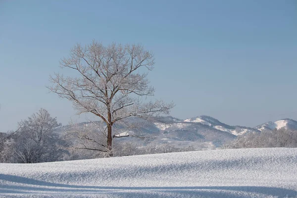 Solo Árbol Helado Campo Nieve —  Fotos de Stock