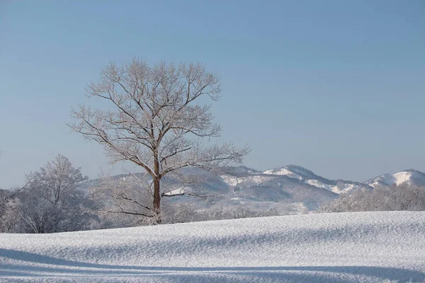 Single Frosty Tree Snow Field ロイヤリティフリーのストック写真