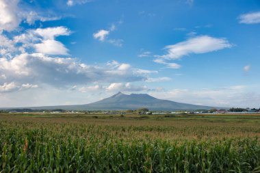 Large field of ripe sweetcorn growing at the foot of a volcano