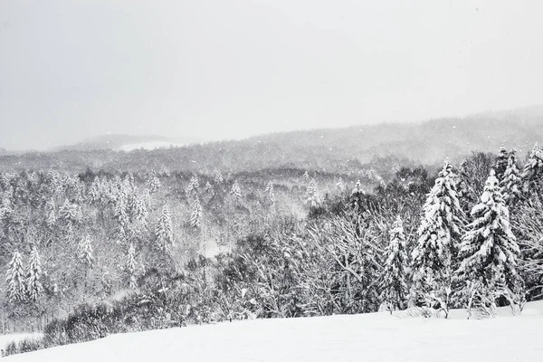 Snow Covered Pine Trees Hillside — Foto de Stock