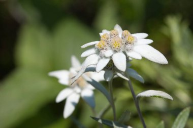 Close up of white Japanese Edelweiss flowers