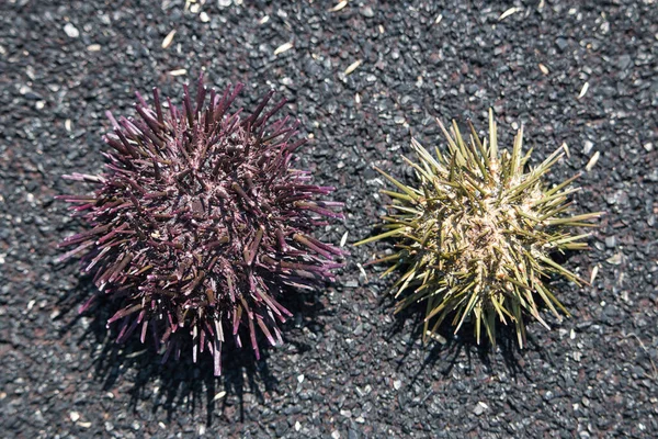 Murasaki sea urchin shells on black background