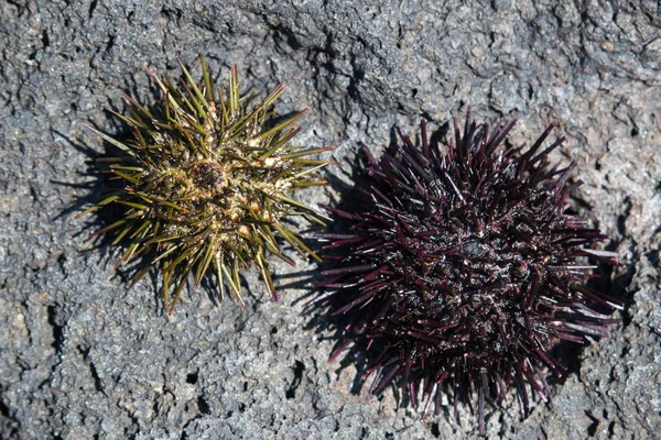 Murasaki sea urchin shells on volcanic rock