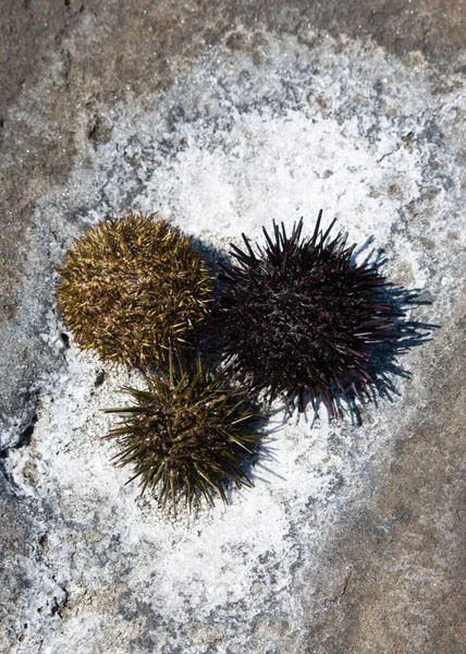 Sea urchin shells on a patch of natural sea salt, Rishiri, Hokkaido, Japan