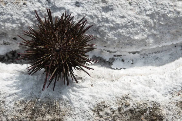 Murasaki sea urchin on natural sea salt