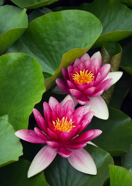 Two pink waterlilies in bloom