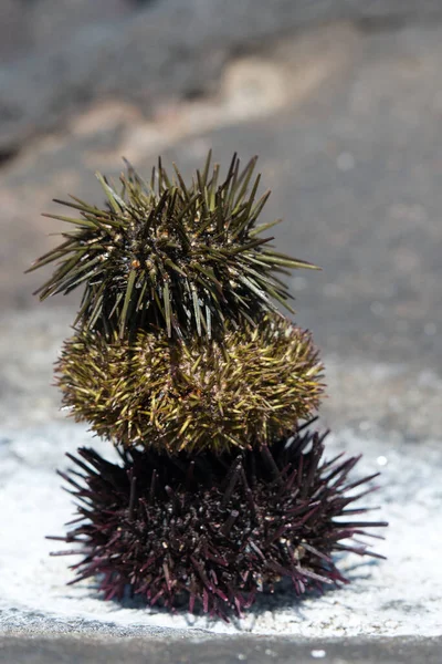 Stack of sea urchin shells on natural sea salt