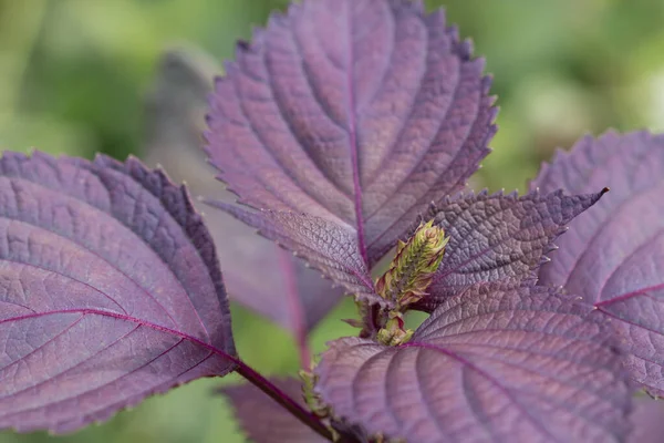 Mor shiso bitkisi yaprakları ve çiçek.