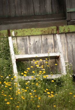 Sarı çiçekler eski beyaz ahşap merdivenleri sarıp kullanılmayan kapıya götürüyor.