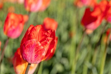 Kırmızı lale, bulanık arkaplanda çok sayıda lale var. Seçici odak.