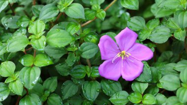 İspanyol Şalı ya da Zafer Çiçeği. Prenses çiçeği (Heterosentron eleganları (Schltdl.) Güzel, mor bir çiçek. Fotokopi alanı olan yeşil bir yaprak üzerinde. seçici odak