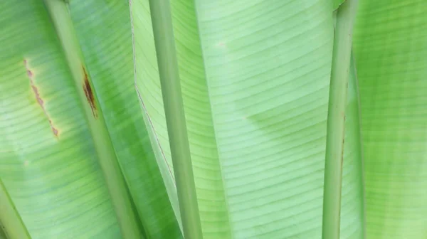 Grünes Blatt Und Blattstiel Hintergrund Hellgrüne Blätter Und Natürliche Narben — Stockfoto
