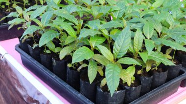 Mitragyna Specosa fidanları. Kratom fidanları, Tayland 'da bir markette satılmak üzere tepsilerin üzerinde bebek çantalarının içinde. Kapat, seçili odak