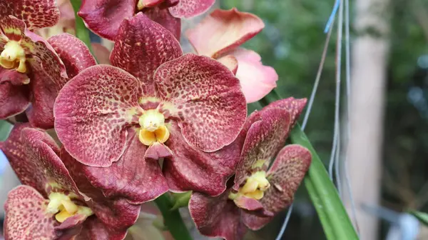 Hermosa Flor Orquídea Hojas Verdes Fondo Jardín Elija Enfoque Específico — Foto de Stock