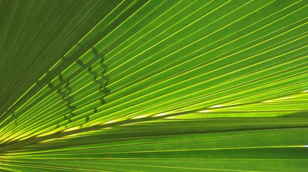 Green Palm Leaf Background Lines Textures Green Palm Leaves Beautiful — Stock Fotó