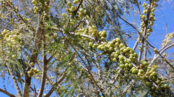 Amalaka Ağaçta Bektaşi Üzümü Meyvesi Vitamini Oksidan Açısından Zengin Sağlıklı — Stok fotoğraf